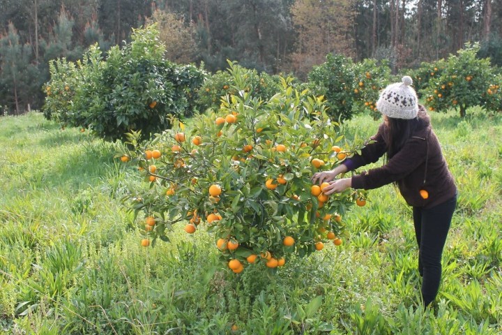 picking up Orange in Aveiro