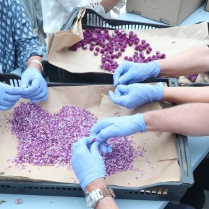 Aromatic Herbs tour in porto