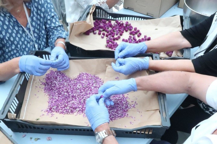 Aromatic Herbs tour in porto