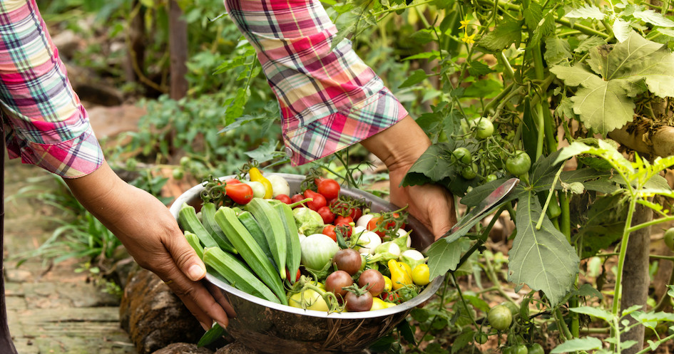 Organic Farm tour in lisbon lisbon tours