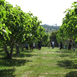 Organic Figs Farm