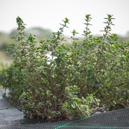 Organic Herbs Farm Experience