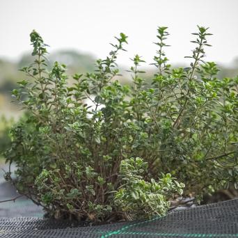 Organic Herbs Farm Experience