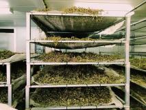 Organic Herbs Farm Experience