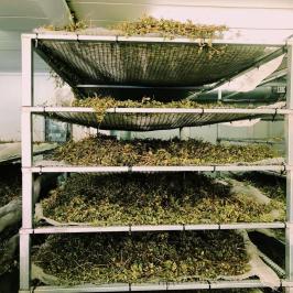 Organic Herbs Farm Experience