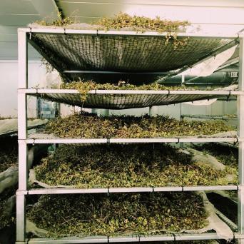 Organic Herbs Farm Experience