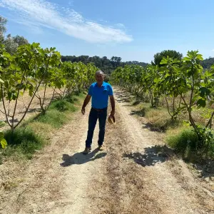 Fig farm experience