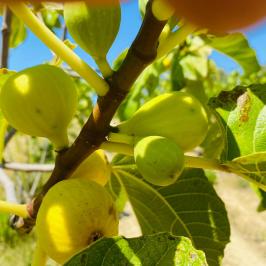 Fig farm experience
