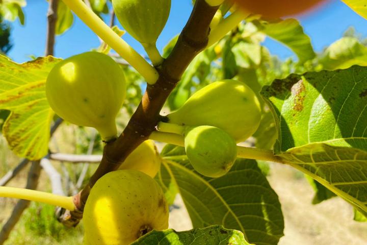Fig farm experience