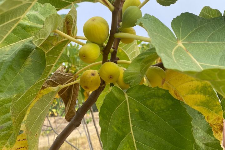 Fig farm experience