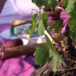 Picnic at the Vineyard