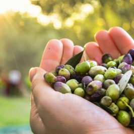 Olive oil farm tour in Évora
