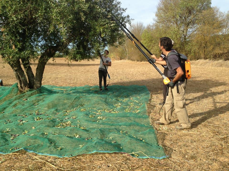 Premium Olive Oil Farm Experience Image 3