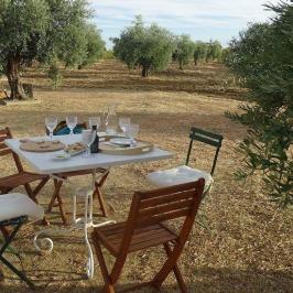 Olive oil farm tour in évora
