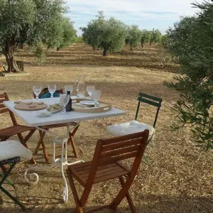 Olive oil farm tour in évora