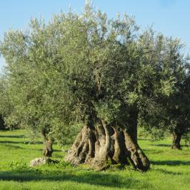olive oil farm tour in évora