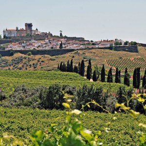Vineyard tour in alentejo