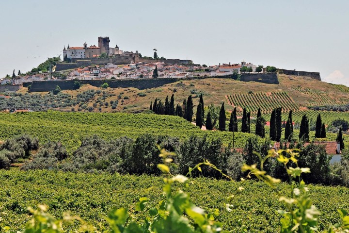 Vineyard tour in alentejo