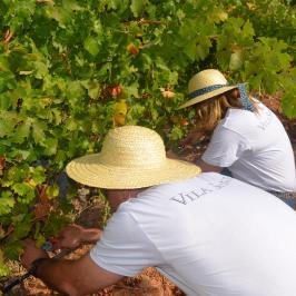 picking up grapes in wine tasting tour