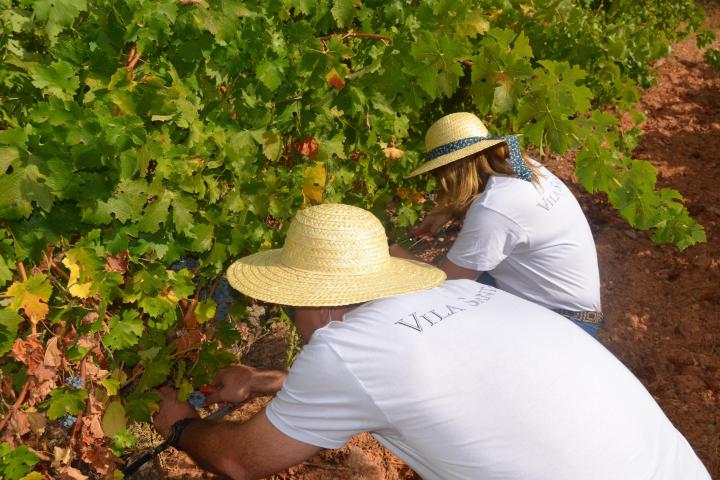 picking up grapes in wine tasting tour