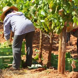 picking up grapes in wine tour