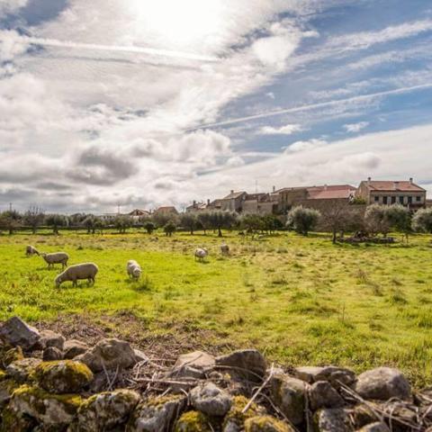 Follow the Shepherd tour