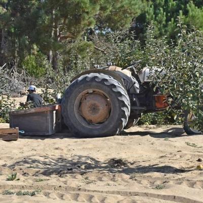 Reineta Apple tasting in lisbon