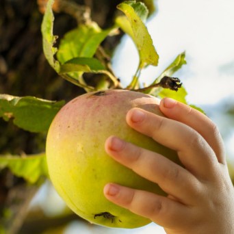 apple tour in lisbon