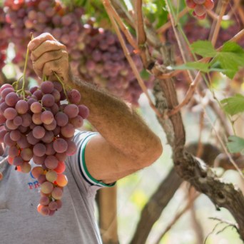 enjoying a tour in a vineyard