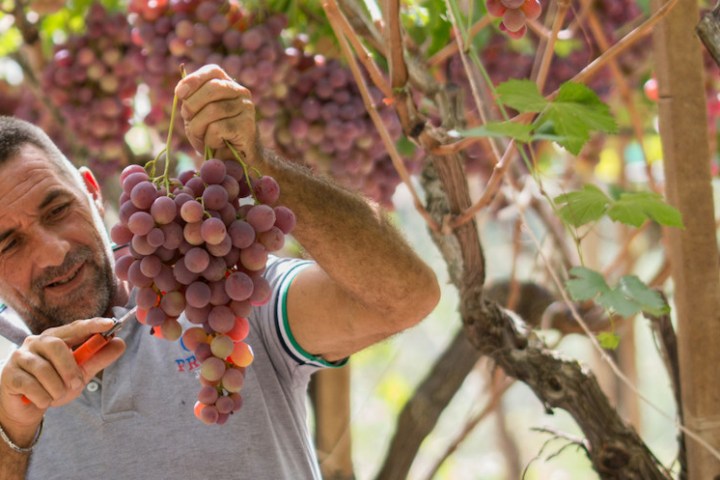 enjoying a tour in a vineyard