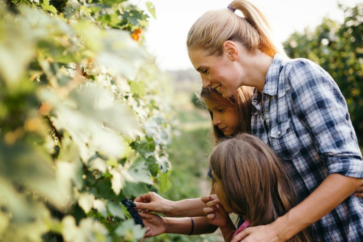 enjoying a tour in a vineyard