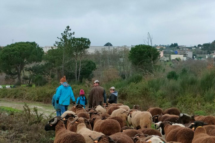 Cheese Tour Portugal