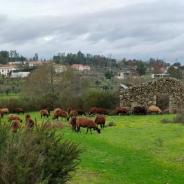 Cheese Tour Portugal