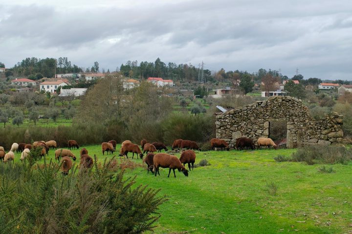 Cheese Tour Portugal