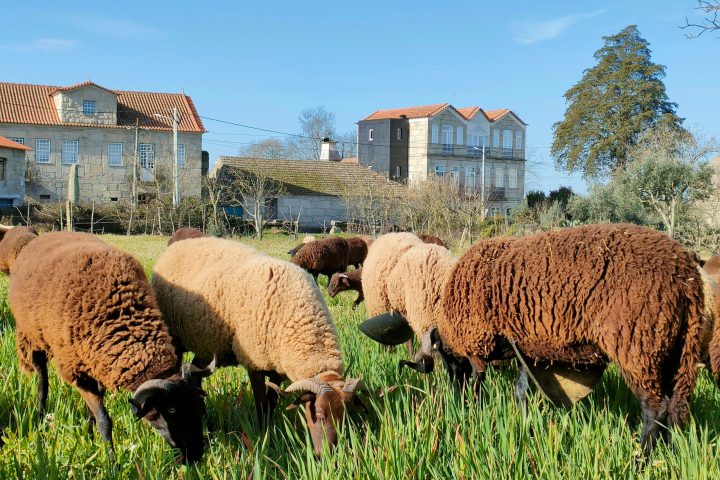 Cheese Tour Portugal