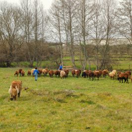 Cheese Tour Portugal