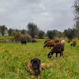 Cheese Tour Portugal