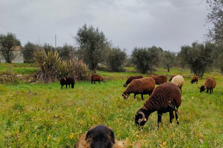 Cheese Tour Portugal