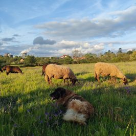 Cheese Tour Portugal