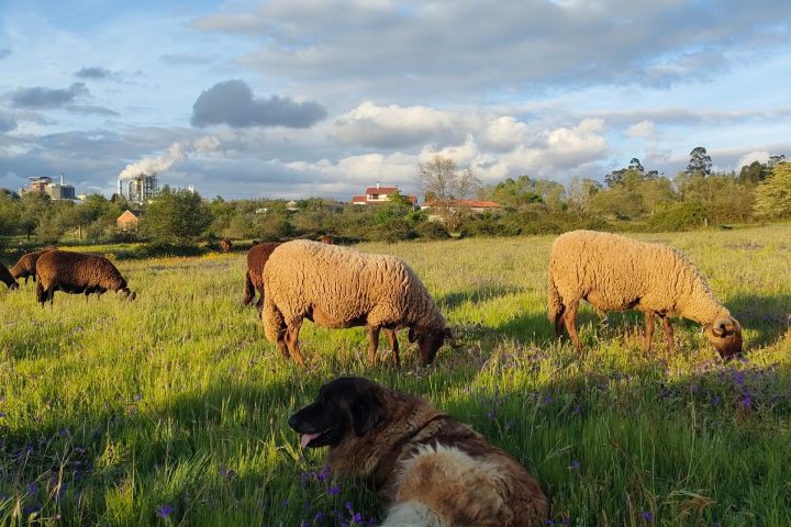 Cheese Tour Portugal