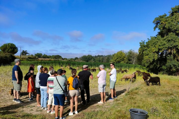 Cheese Tour Portugal