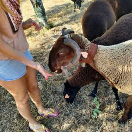 Cheese Tour Portugal