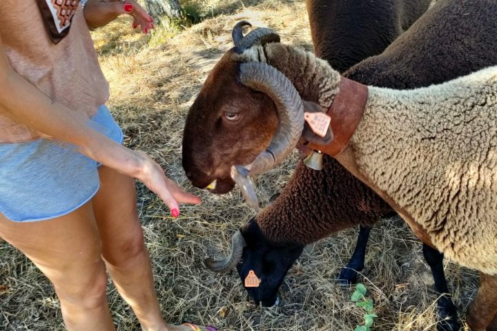Cheese Tour Portugal