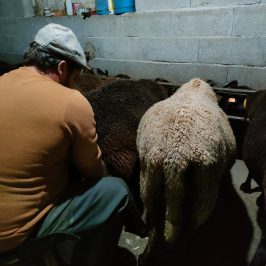 Cheese Tour Portugal