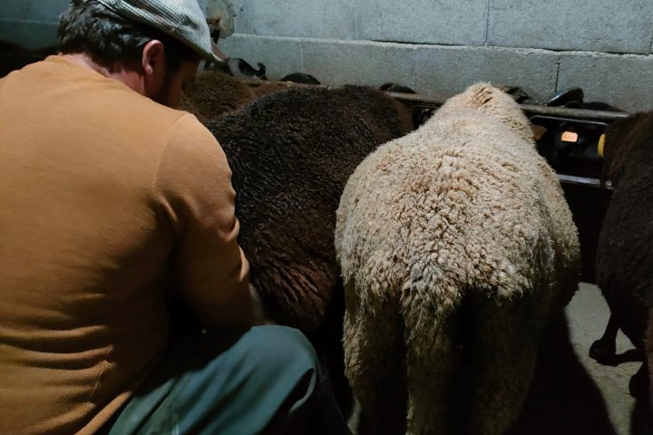 Cheese Tour Portugal