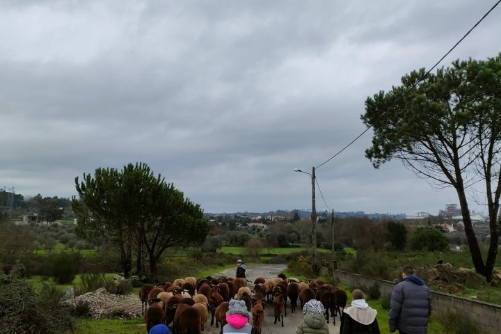 Cheese Tour Portugal