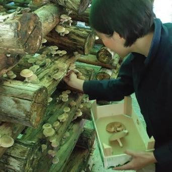 Shiitake Mushroom Farm tour