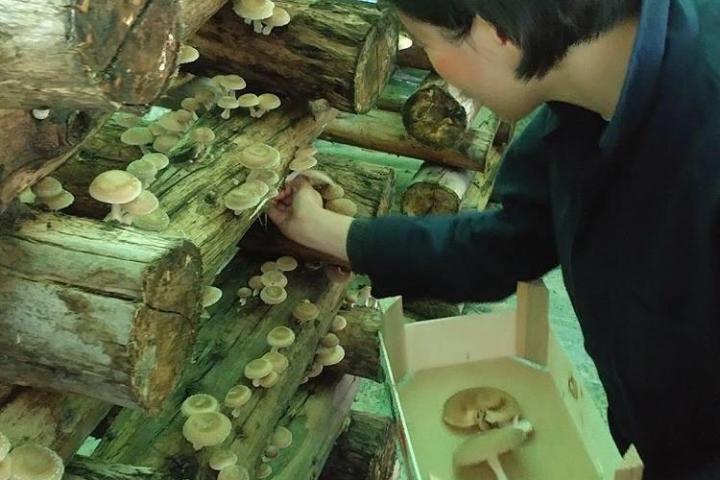 Shiitake Mushroom Farm tour