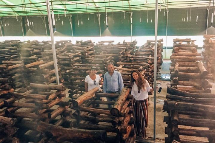 Shiitake Mushroom Farm Tour