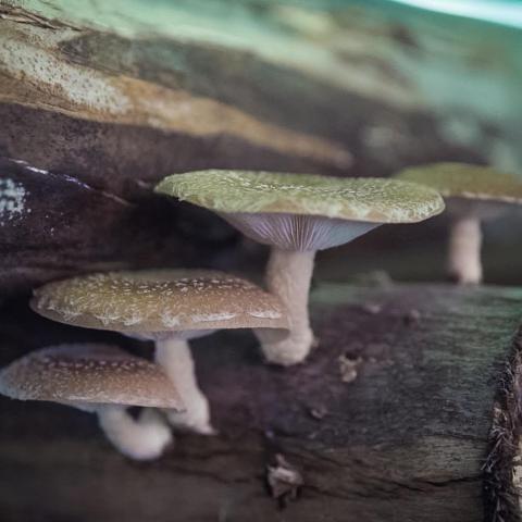 Shiitake Mushroom Farm Tour